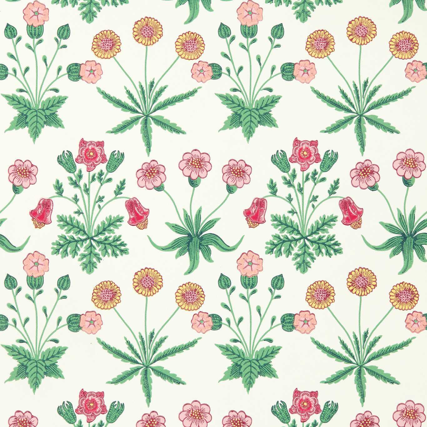 Daisy - Strawberry Fields