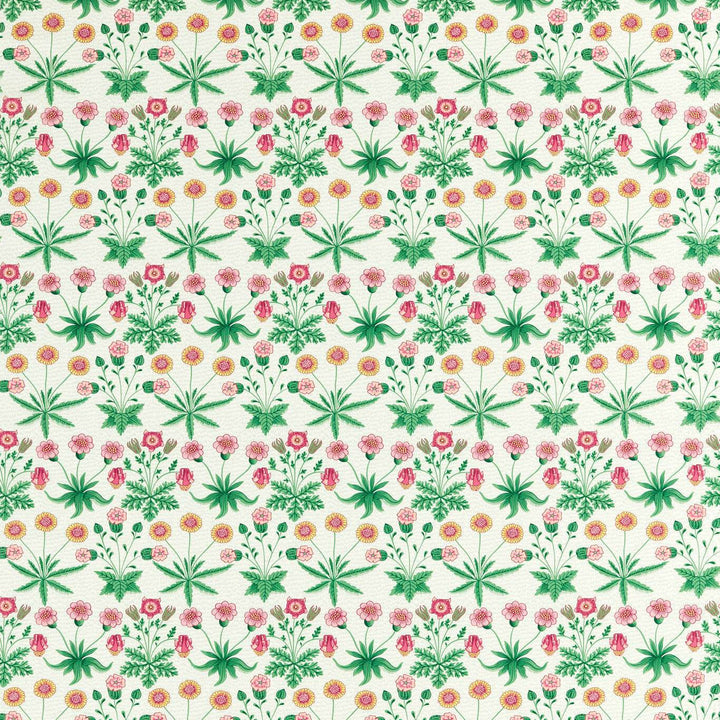 Daisy - Strawberry Fields