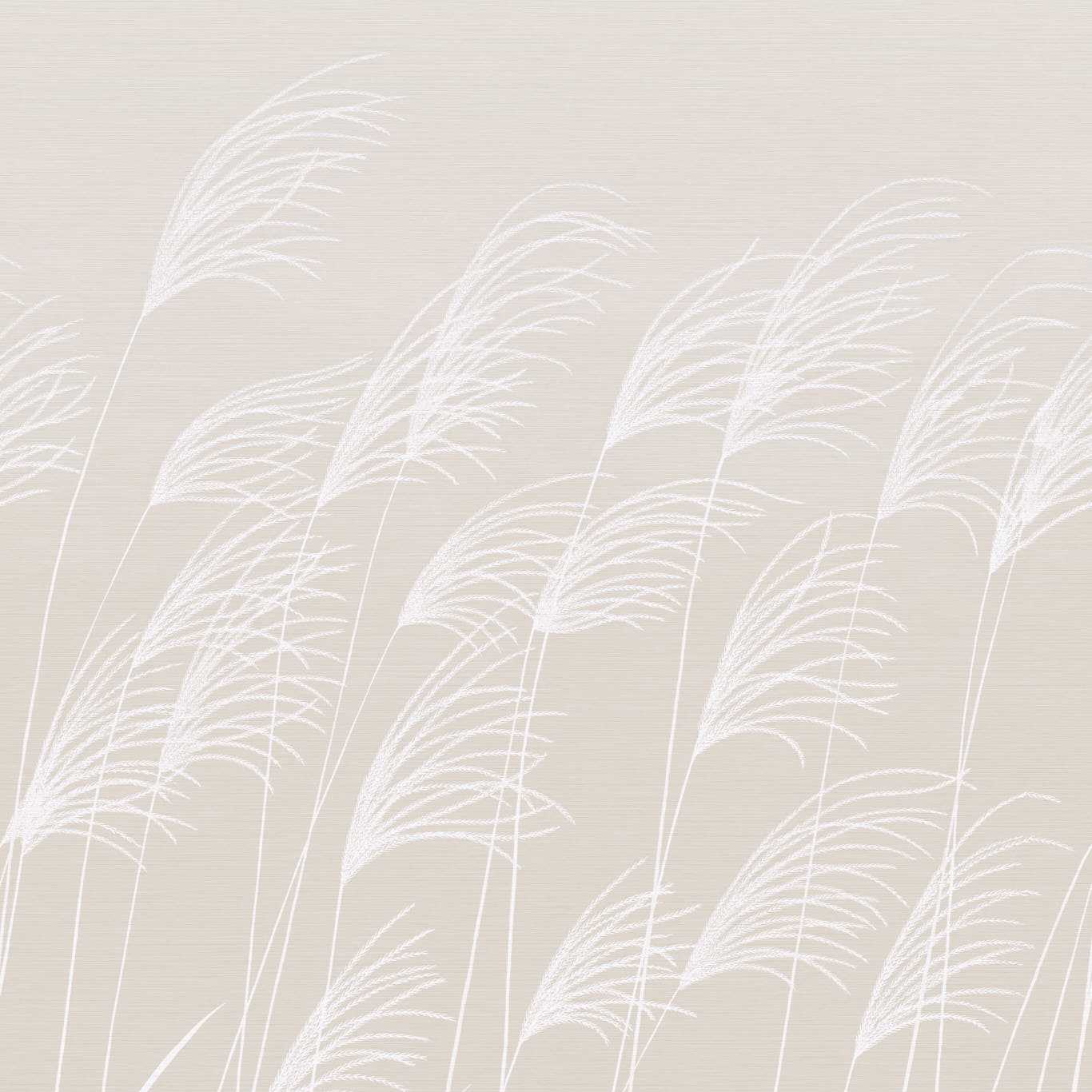 Miscanthus - Parchment / Frost