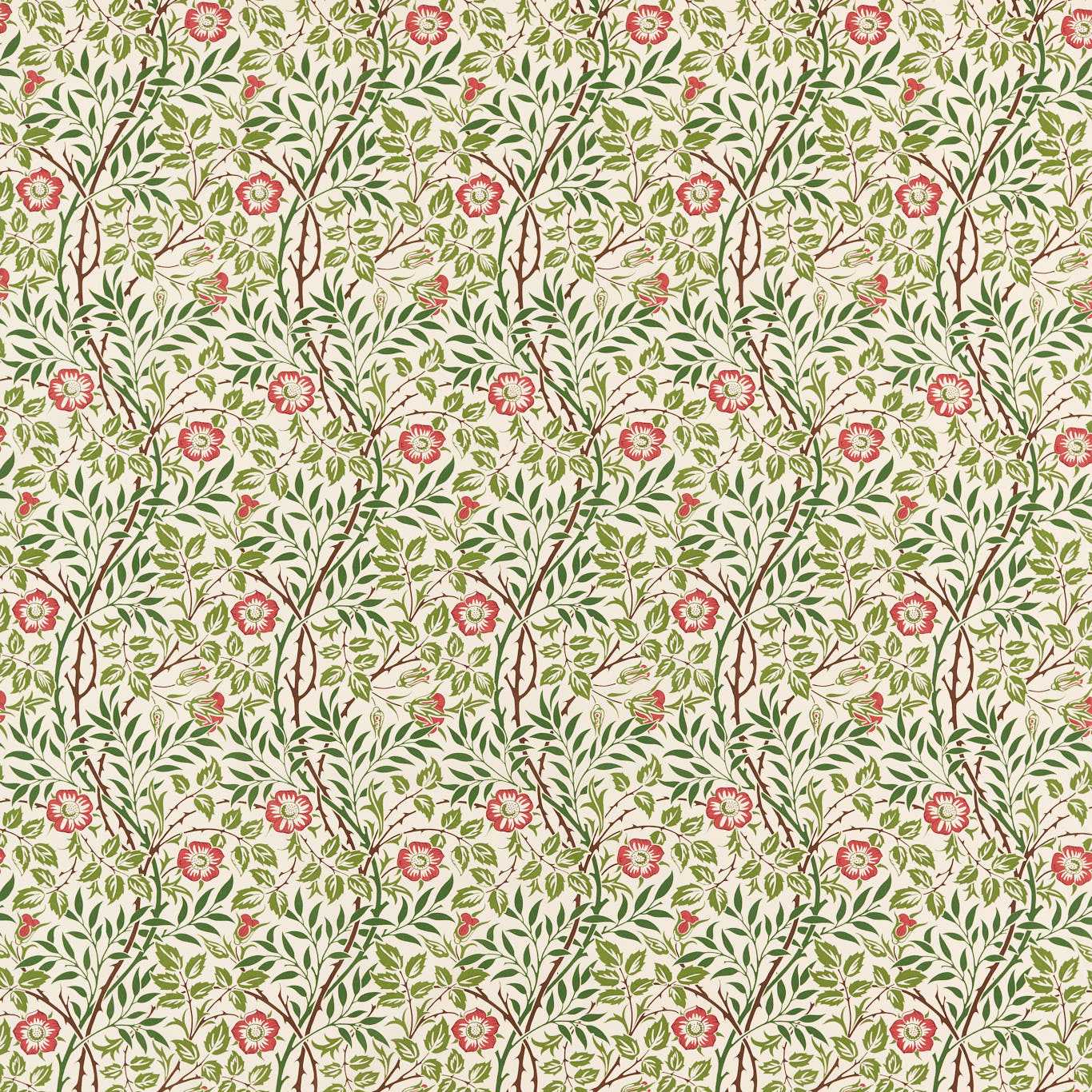 Sweet Briar - Boughs / Rose