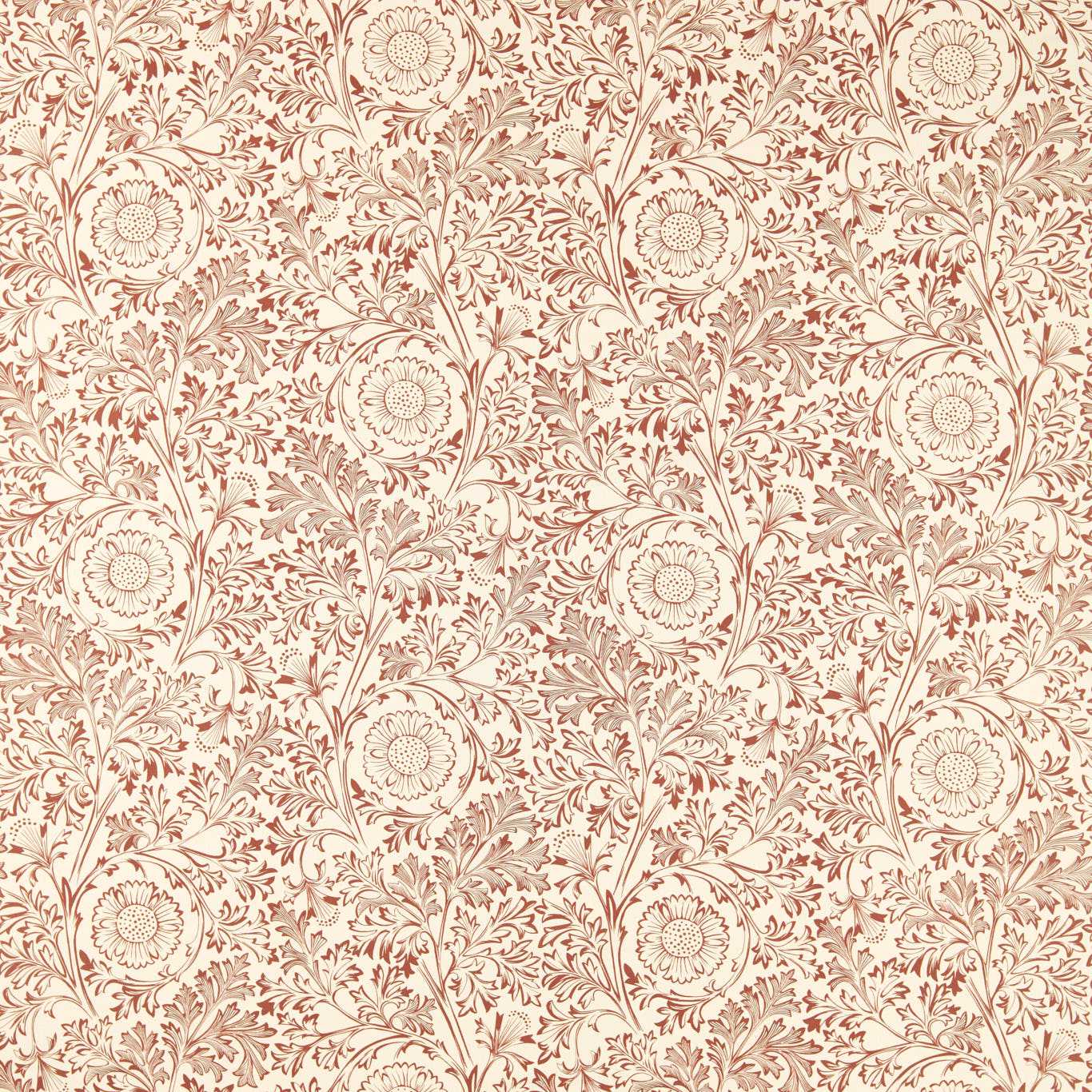 Chamomile - Russet