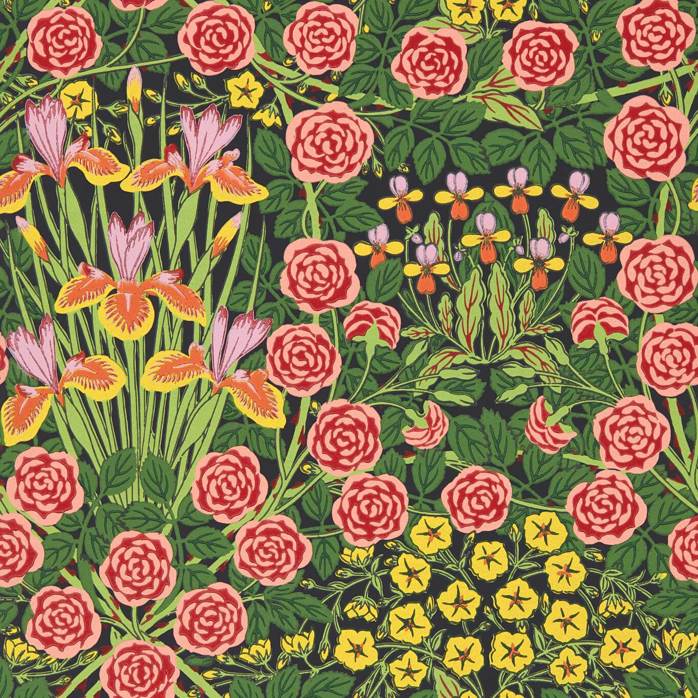 Campanula - Sunburst / Ebony