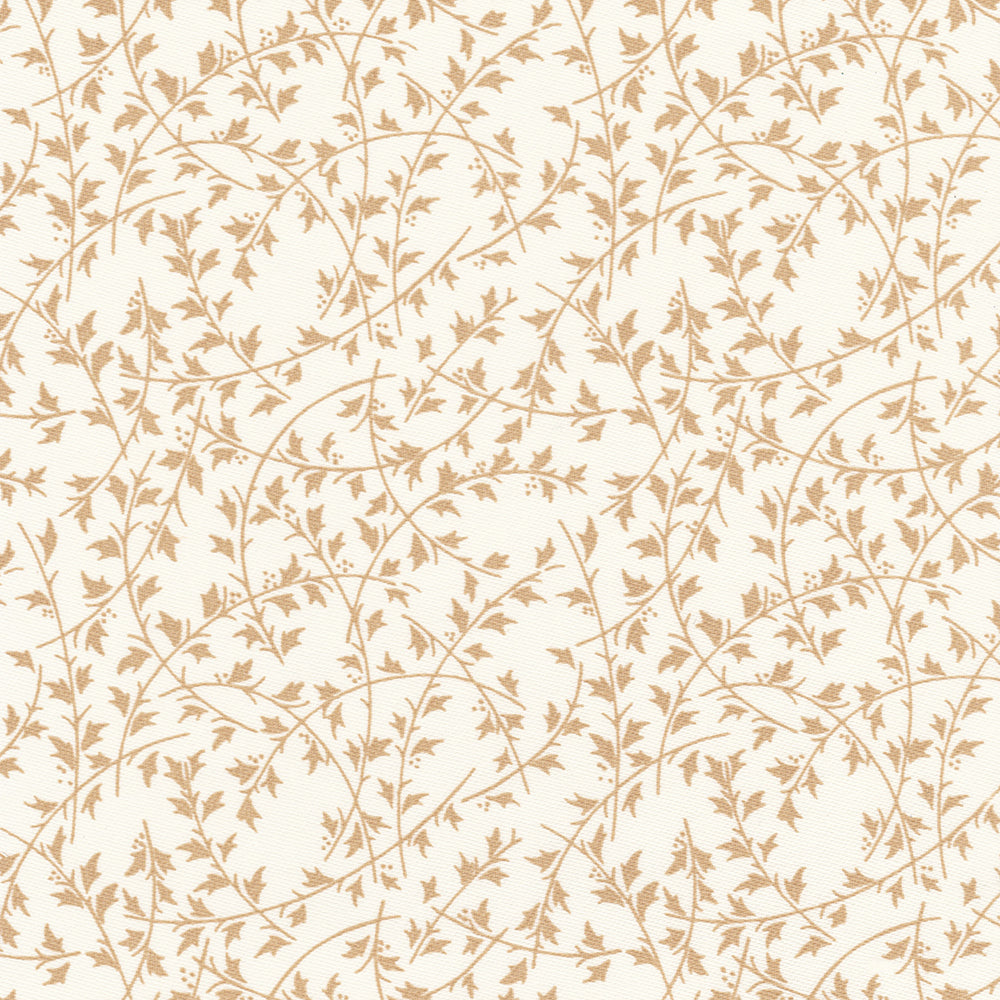 Ilex - Biscuit