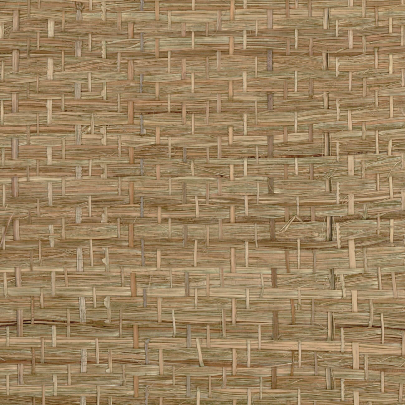Abaca Herbace Olive