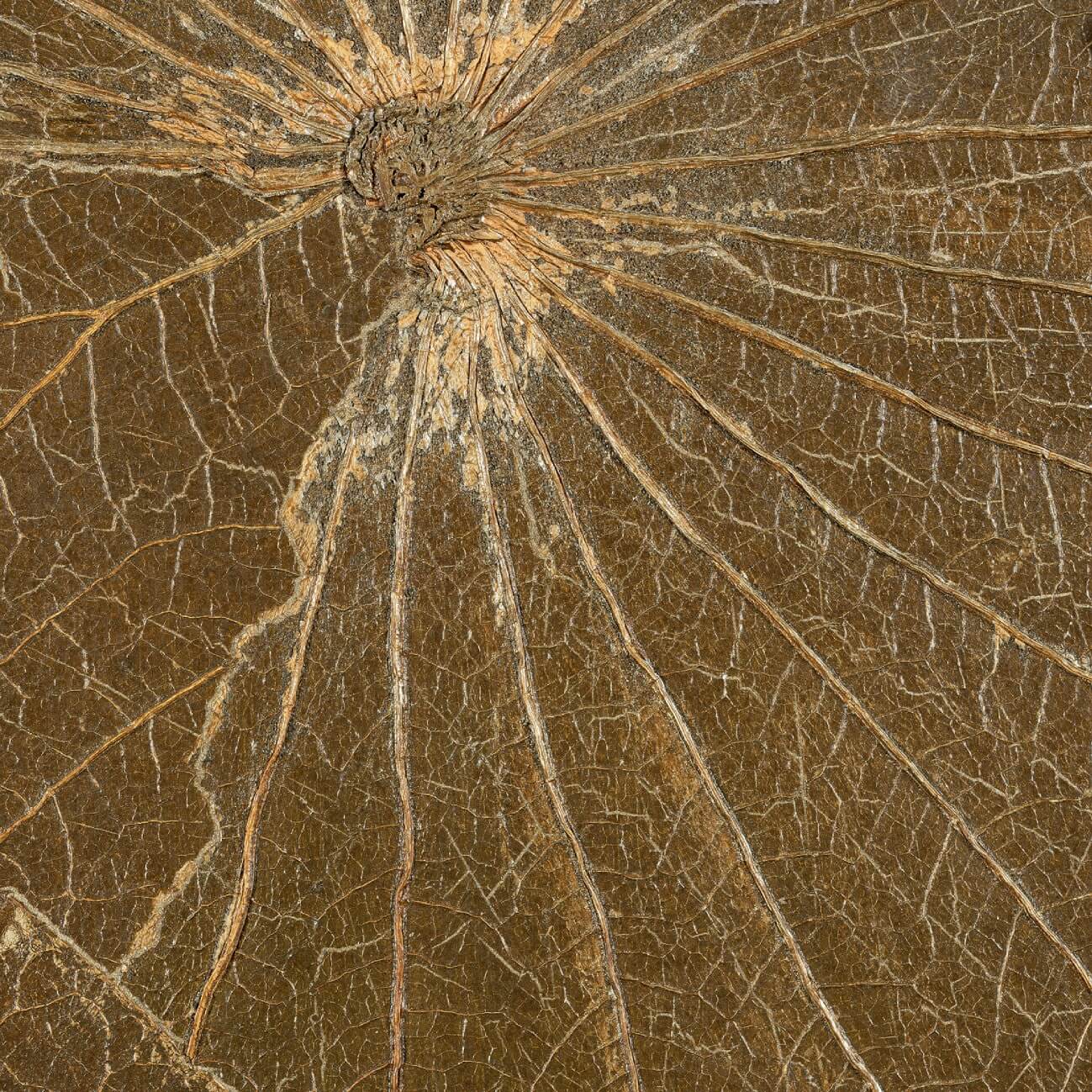 Nenuphar Sauvage Kaki