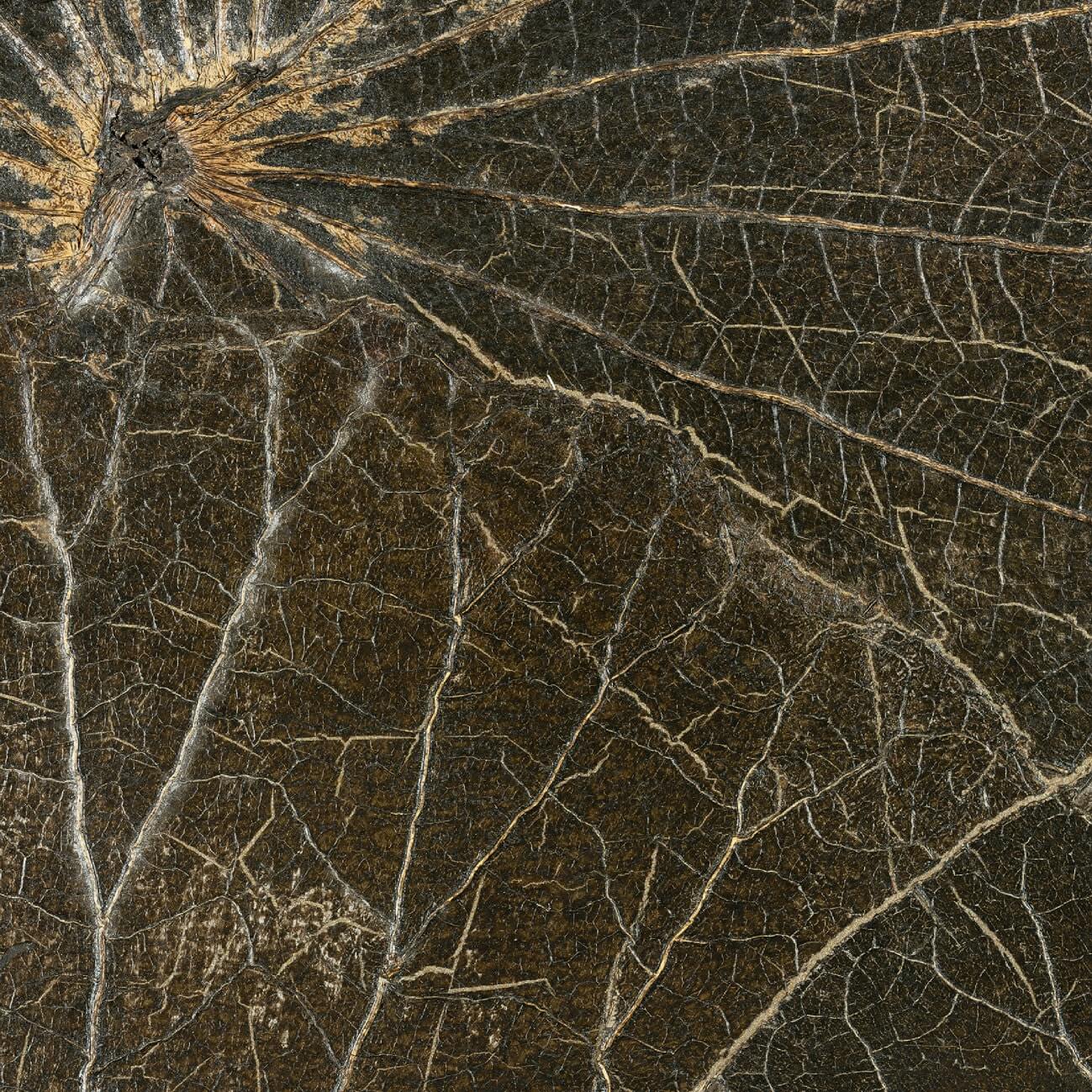 Nenuphar Sauvage Mousse