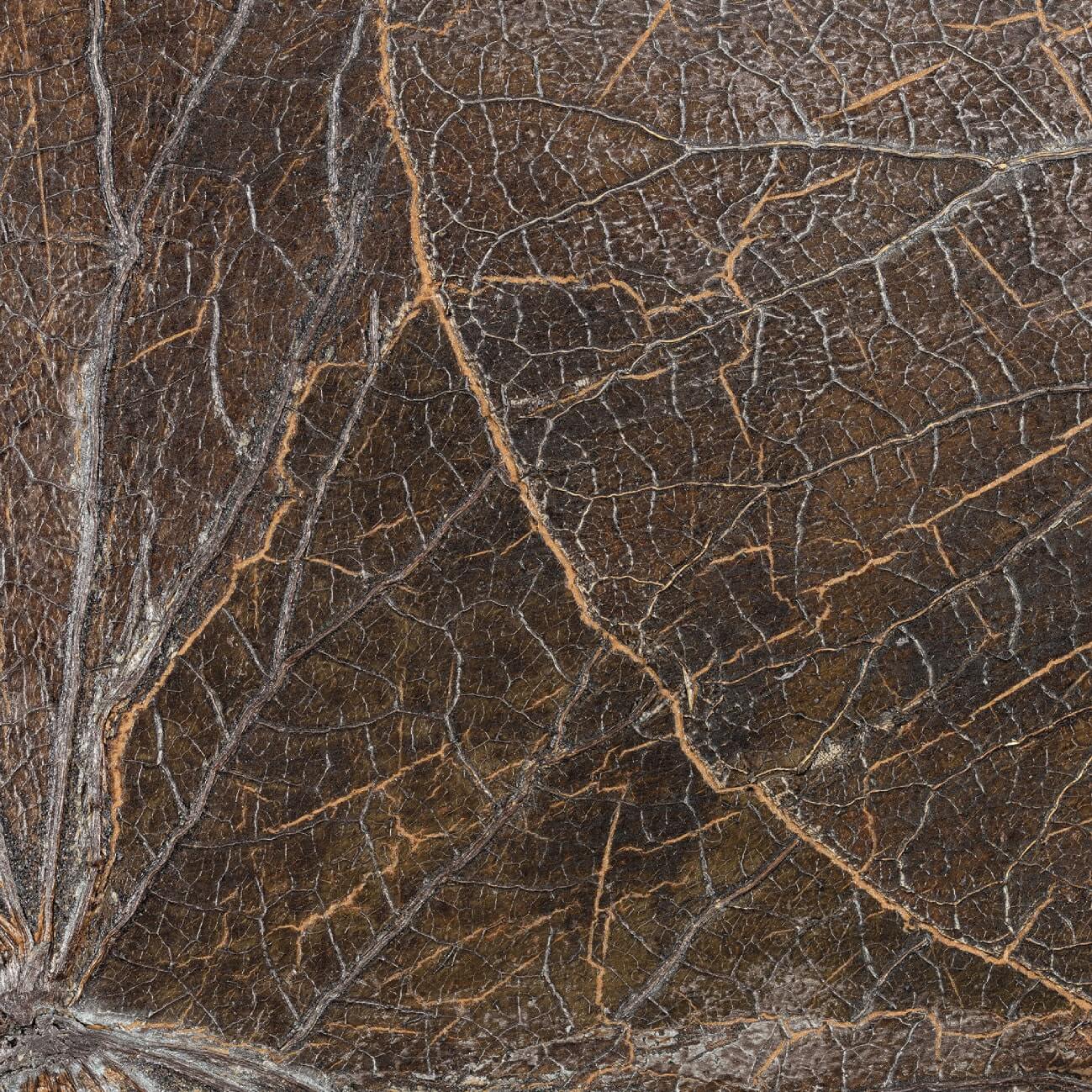 Nenuphar Sauvage Ecorce