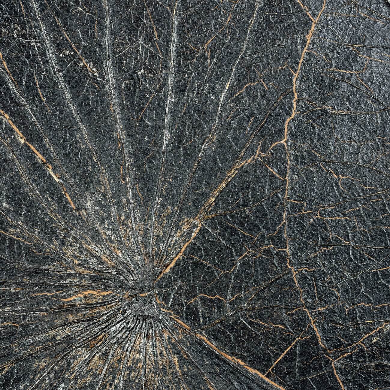 Nenuphar Sauvage Noir