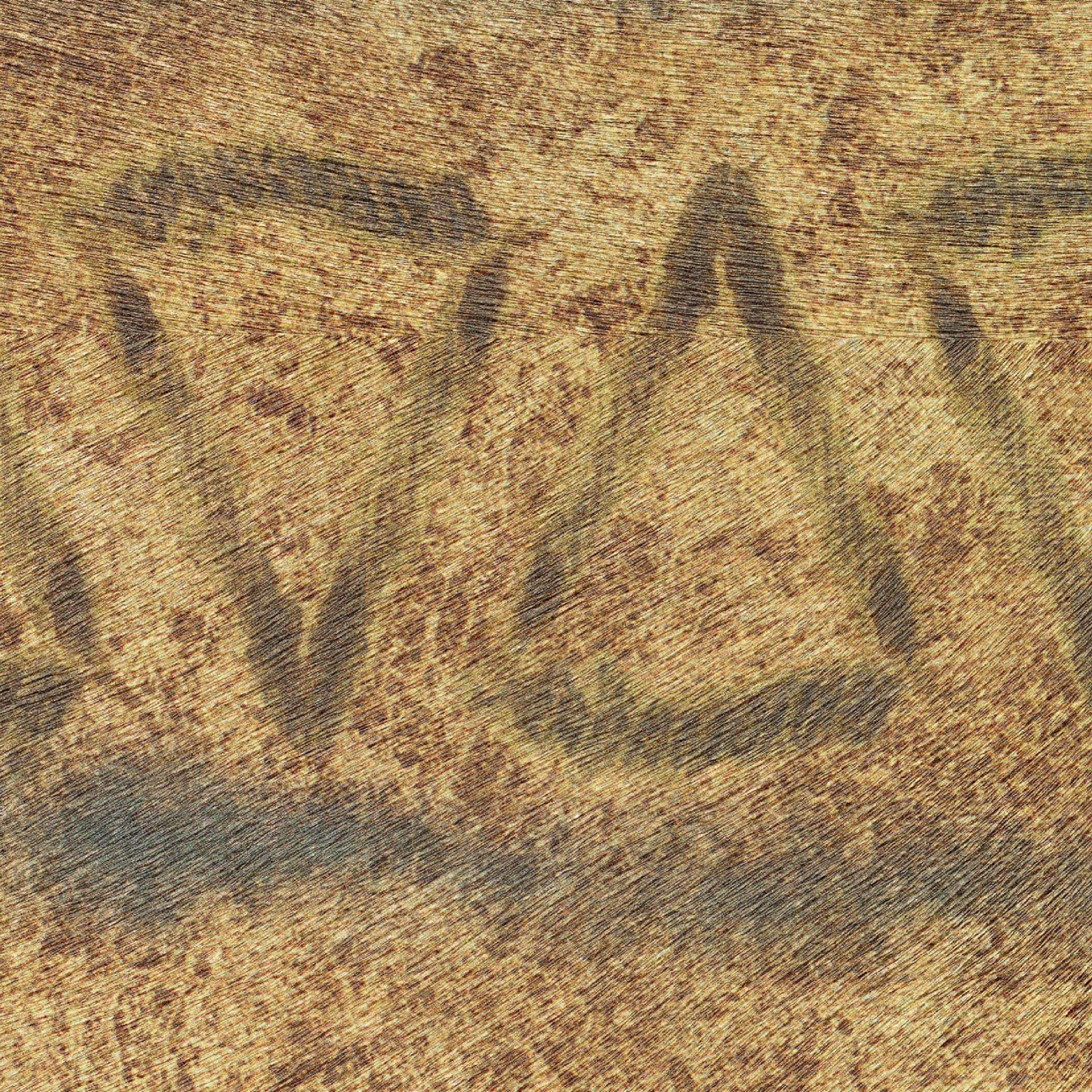 Tigre Royal Panoramique - VP 971 01