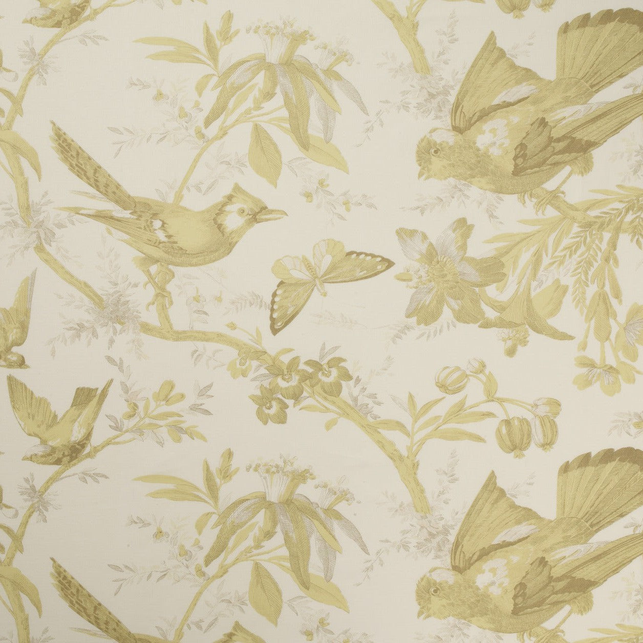 Paradisiers - Chartreuse