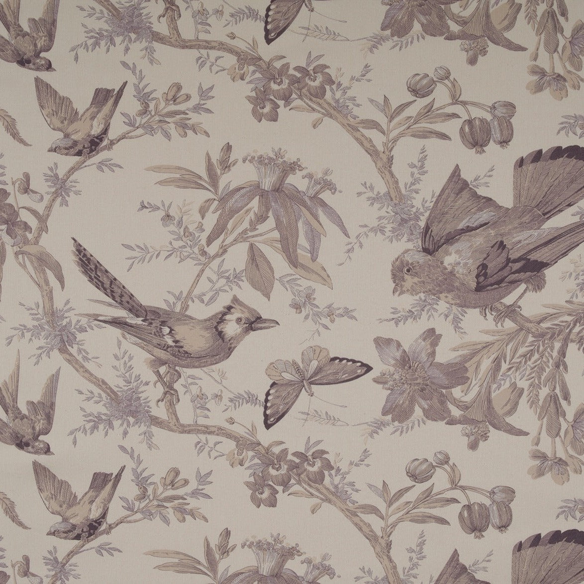 Paradisiers - Mulberry