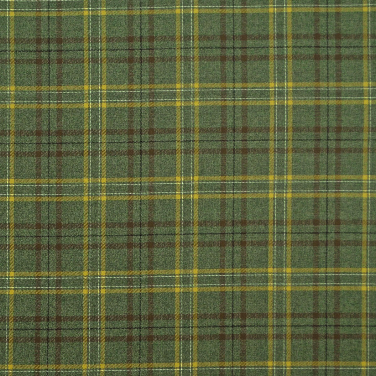 Edinburgh - Olive Fern