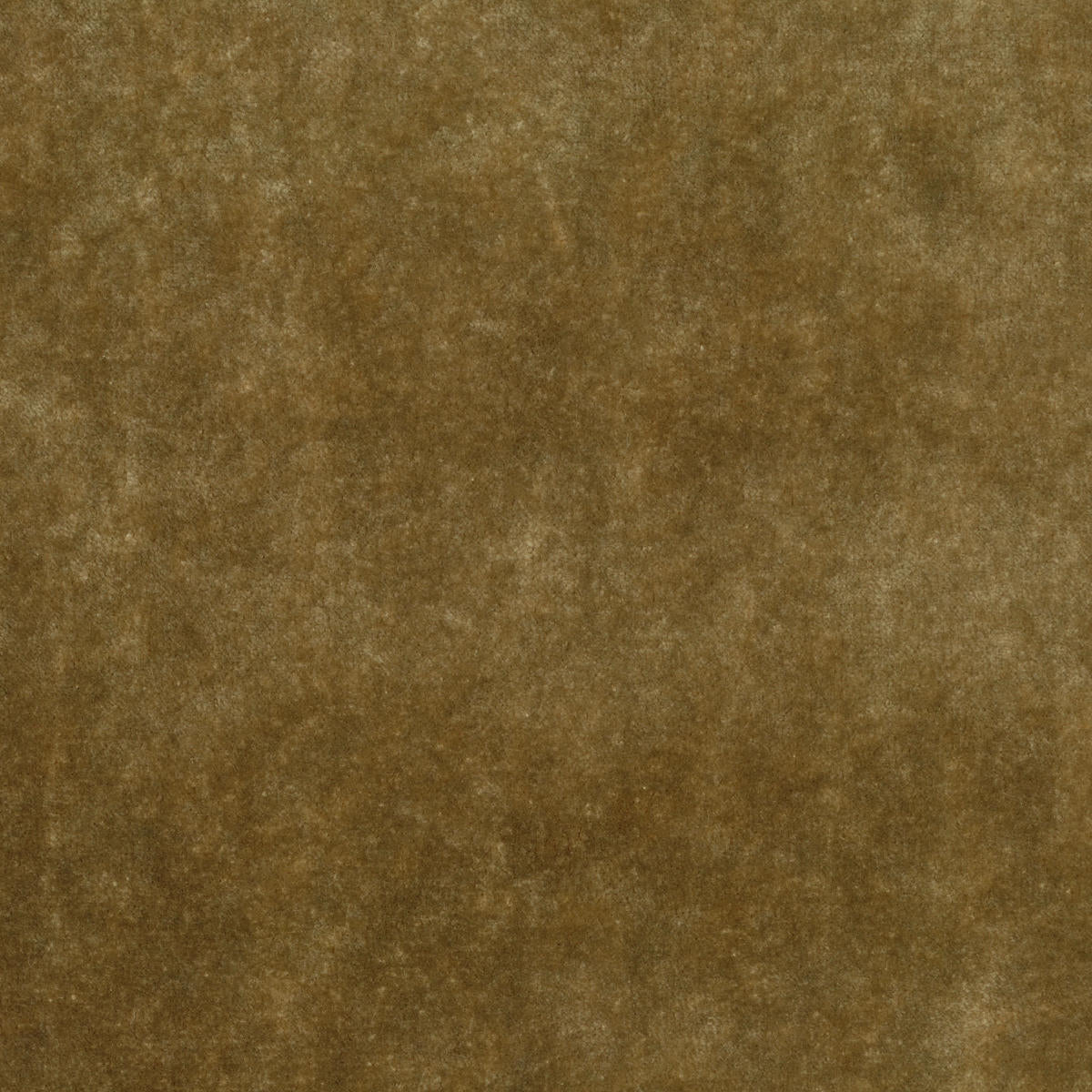 Borgia Velvet - Chanterell