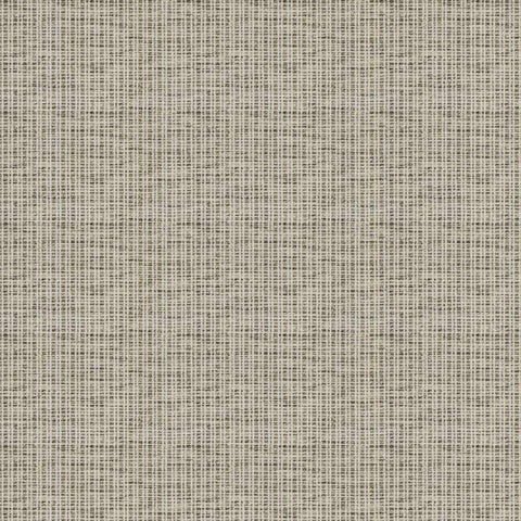 Amata - Snow Leopard