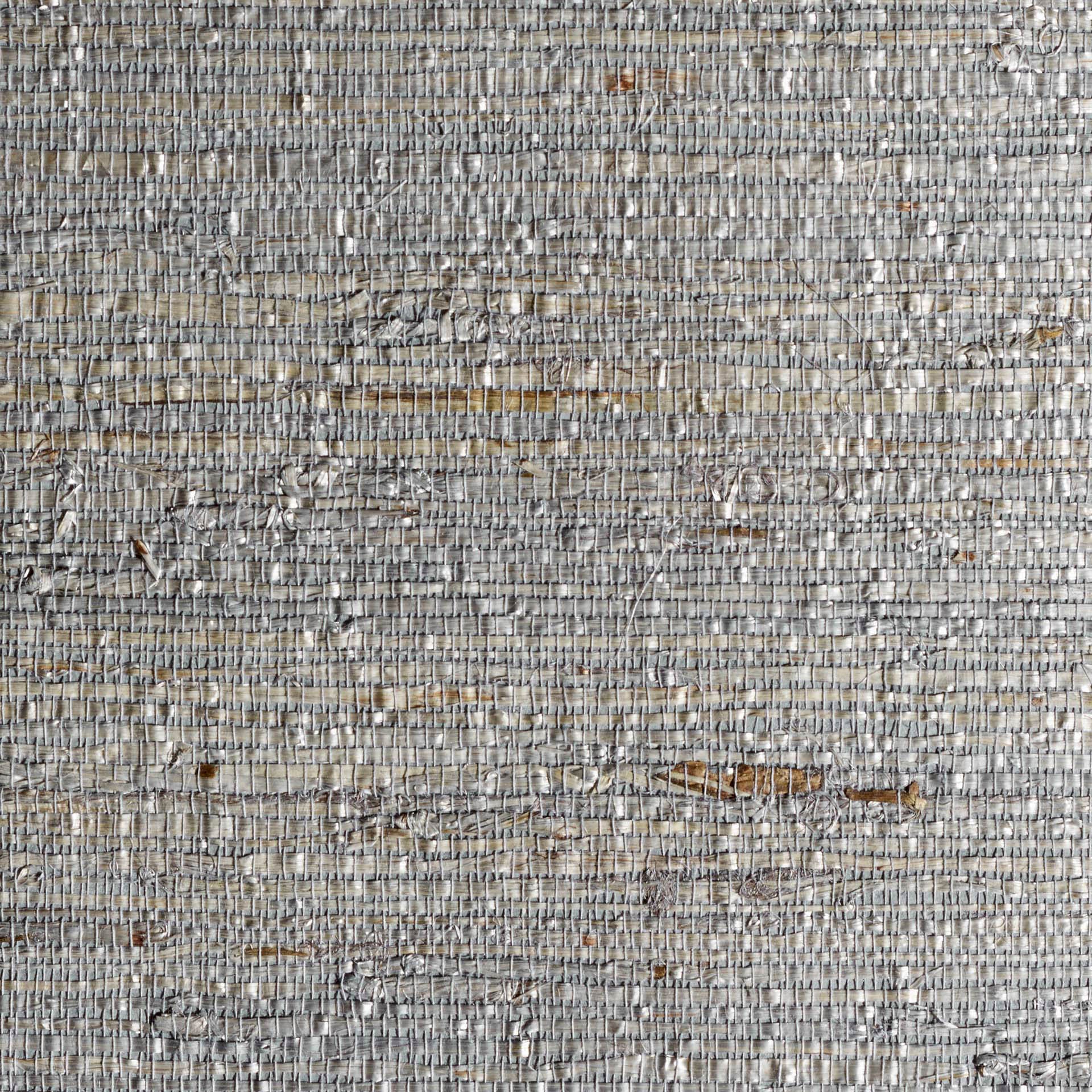 Arrowroot Blue Rhizoid