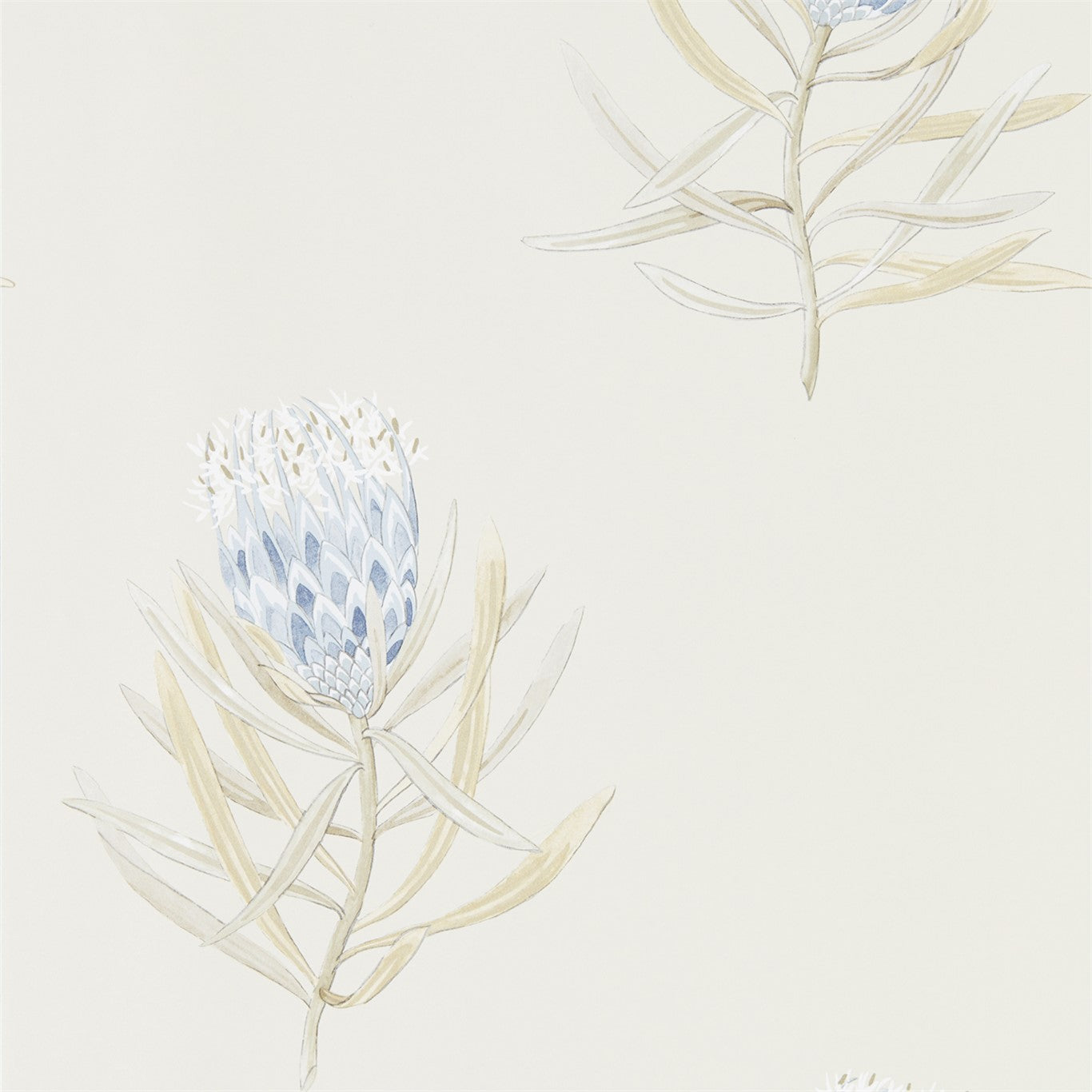 Protea Flower - China Blue / Canvas
