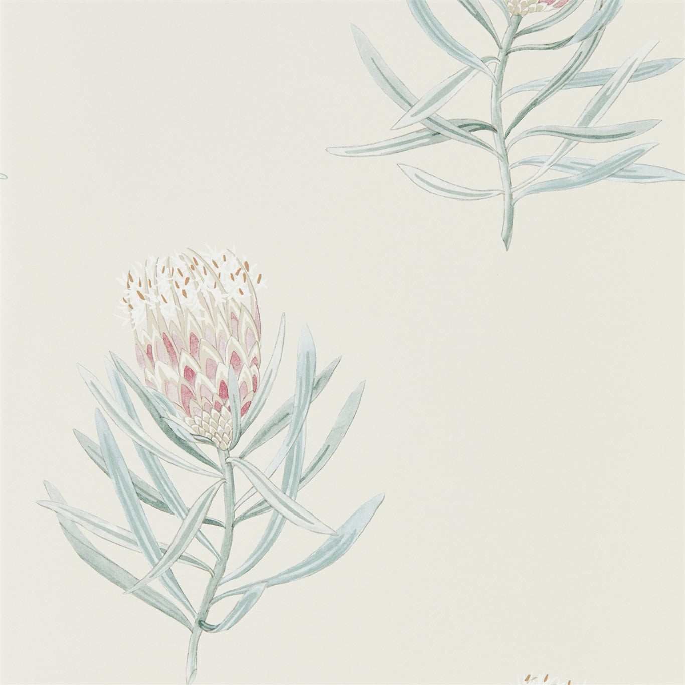 Protea Flower - Porcelain / Blush