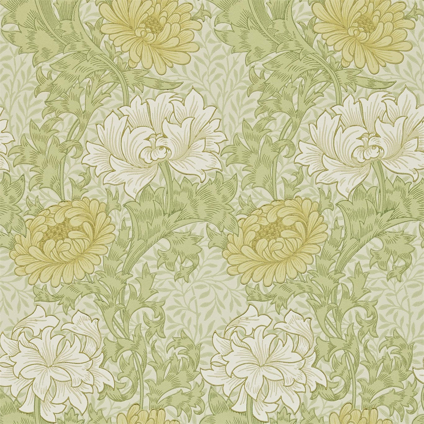 Chrysanthemum - Pale Olive