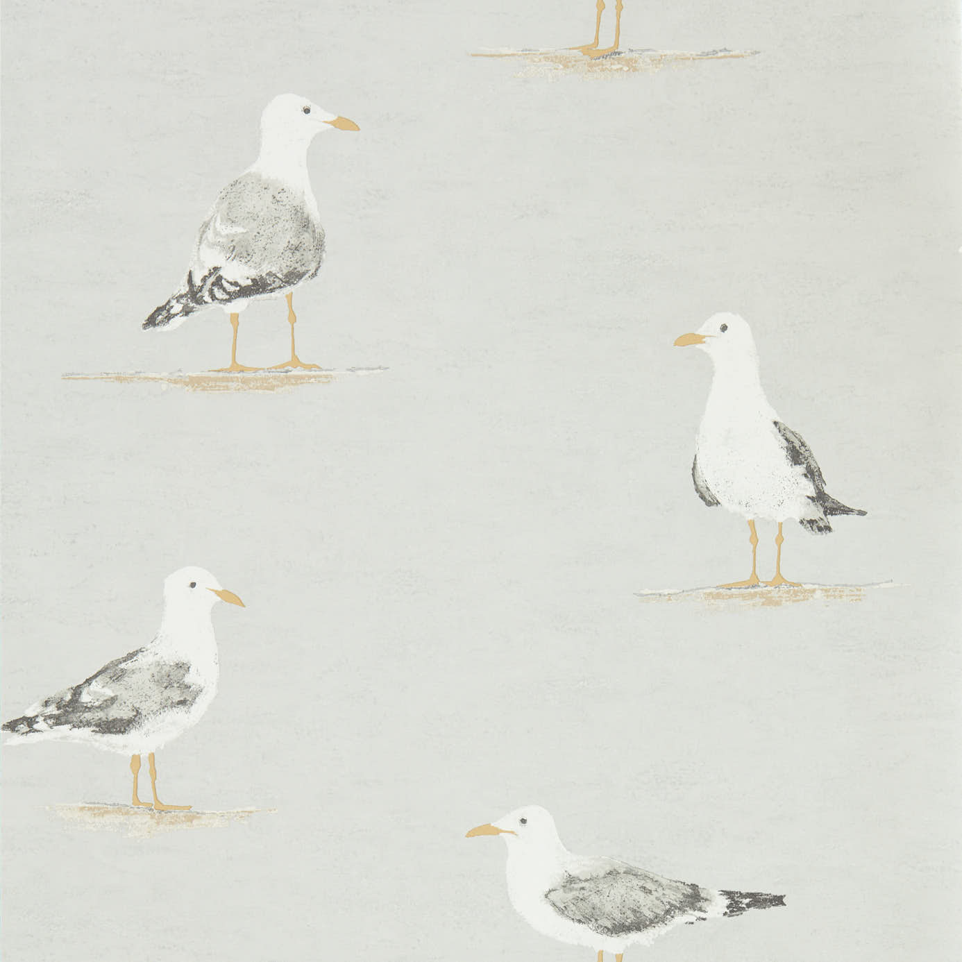 Shore Birds - Gull