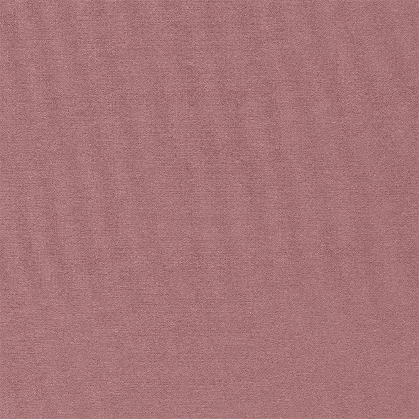 Dorton - Dorton Orchid