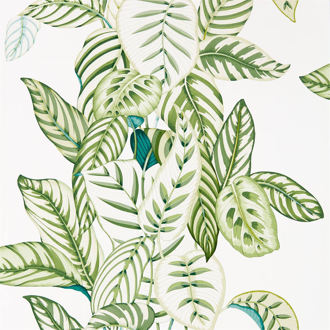 Calathea - Botanical Green