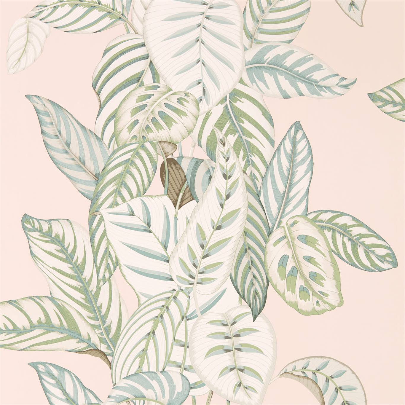 Calathea - Orchid / Eucalyptus