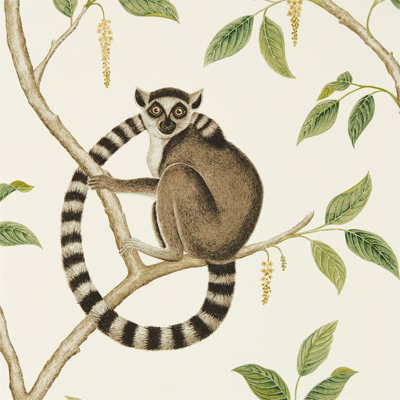 Ringtailed Lemur - Ringtailed Lemur Cream / Olive