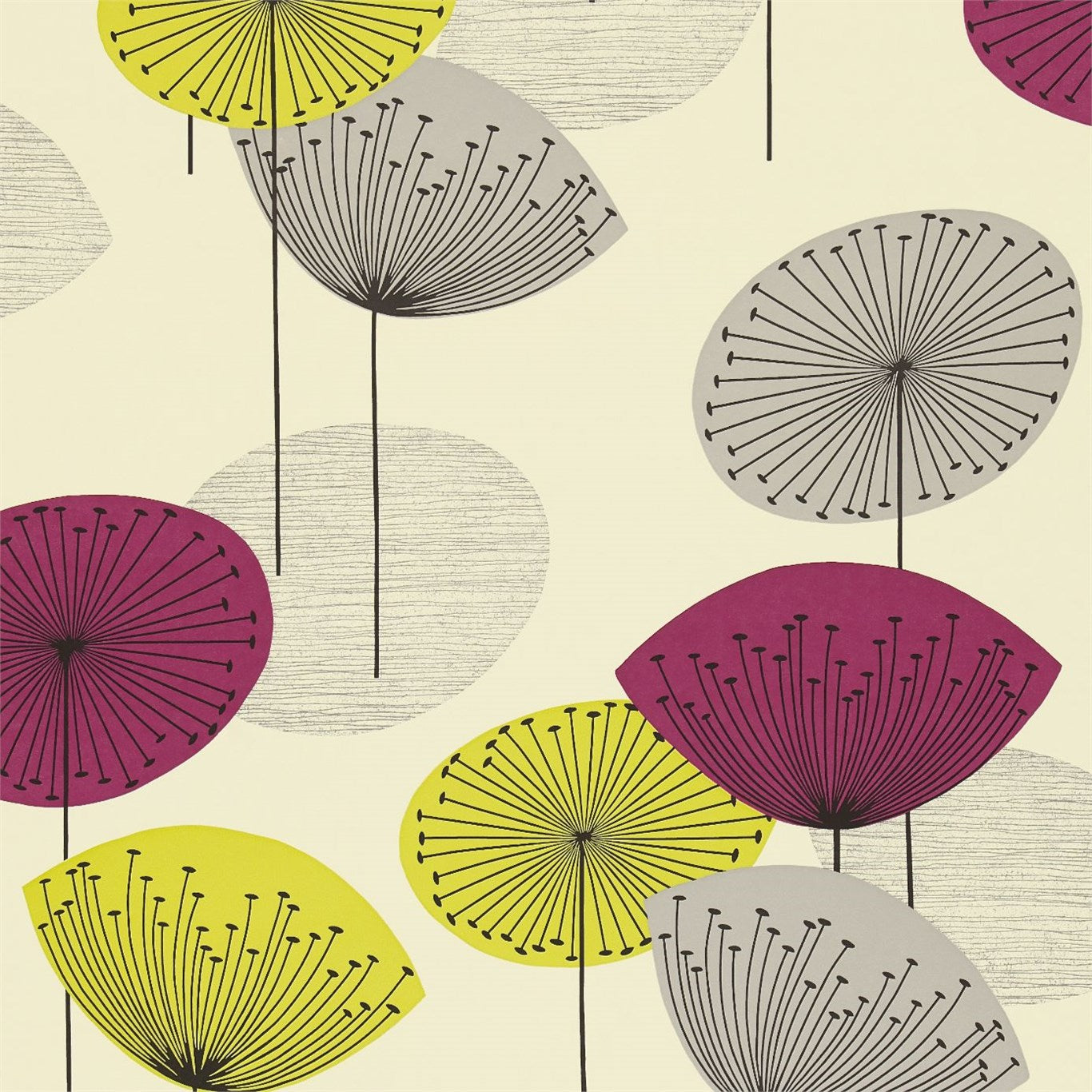 Dandelion Clocks - Blackcurrant