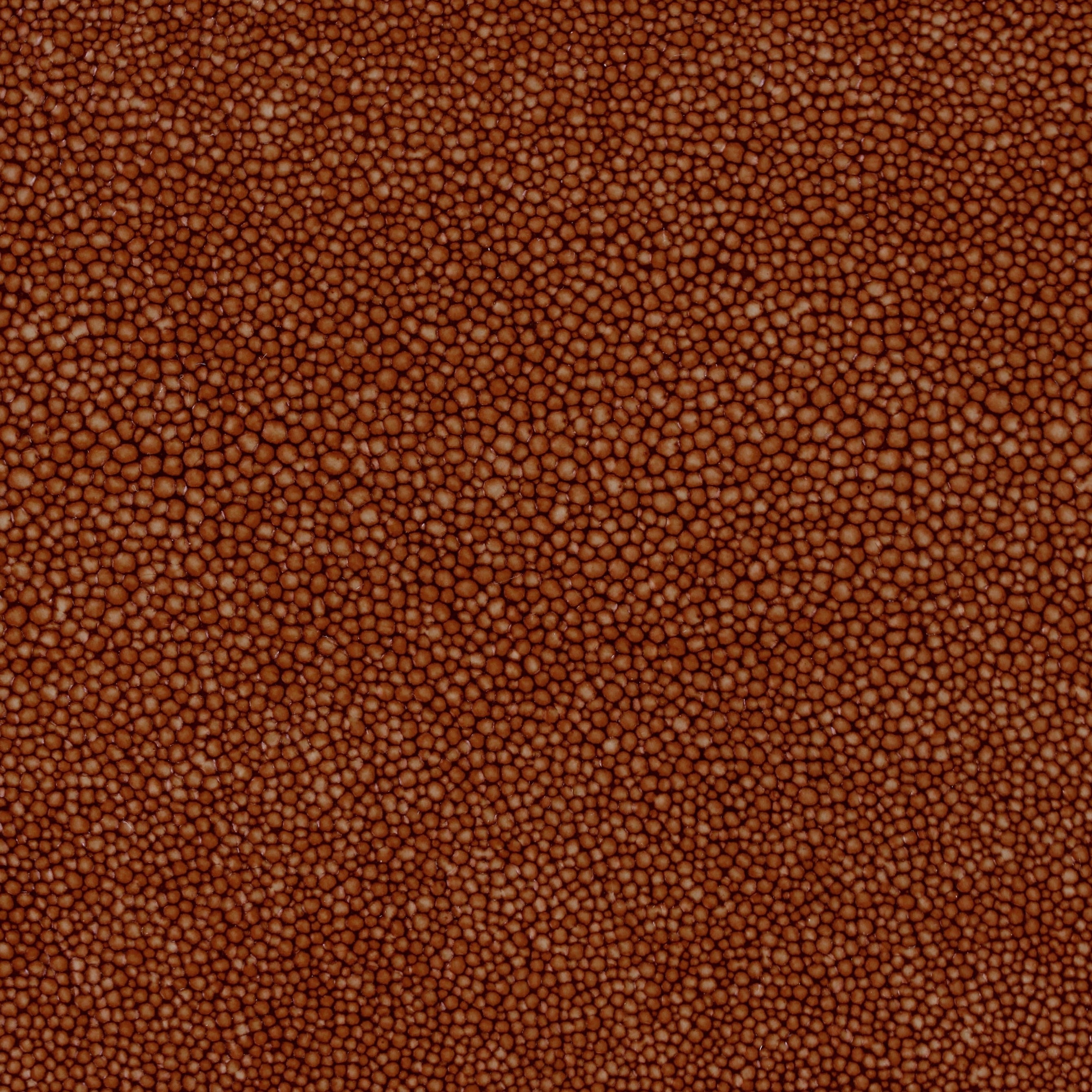 Hide Tide - Starfish