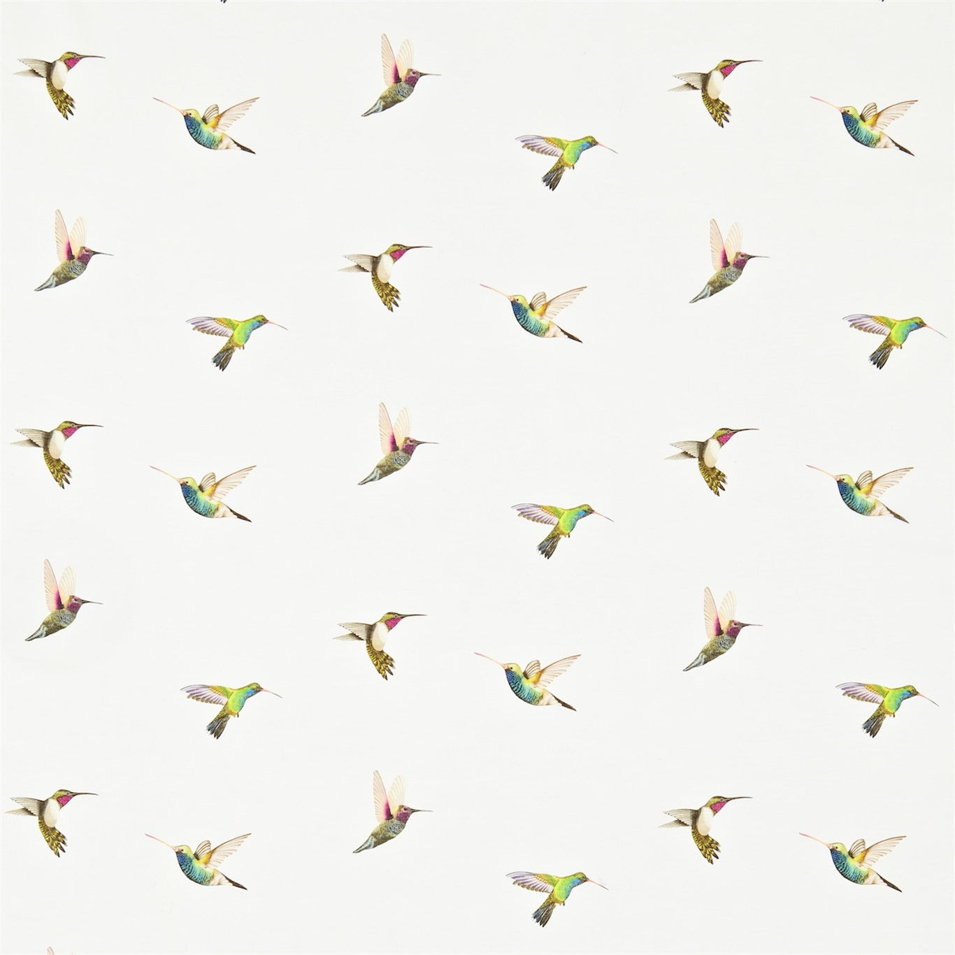 Amazilia - Flamingo  /  Papaya  /  Apple