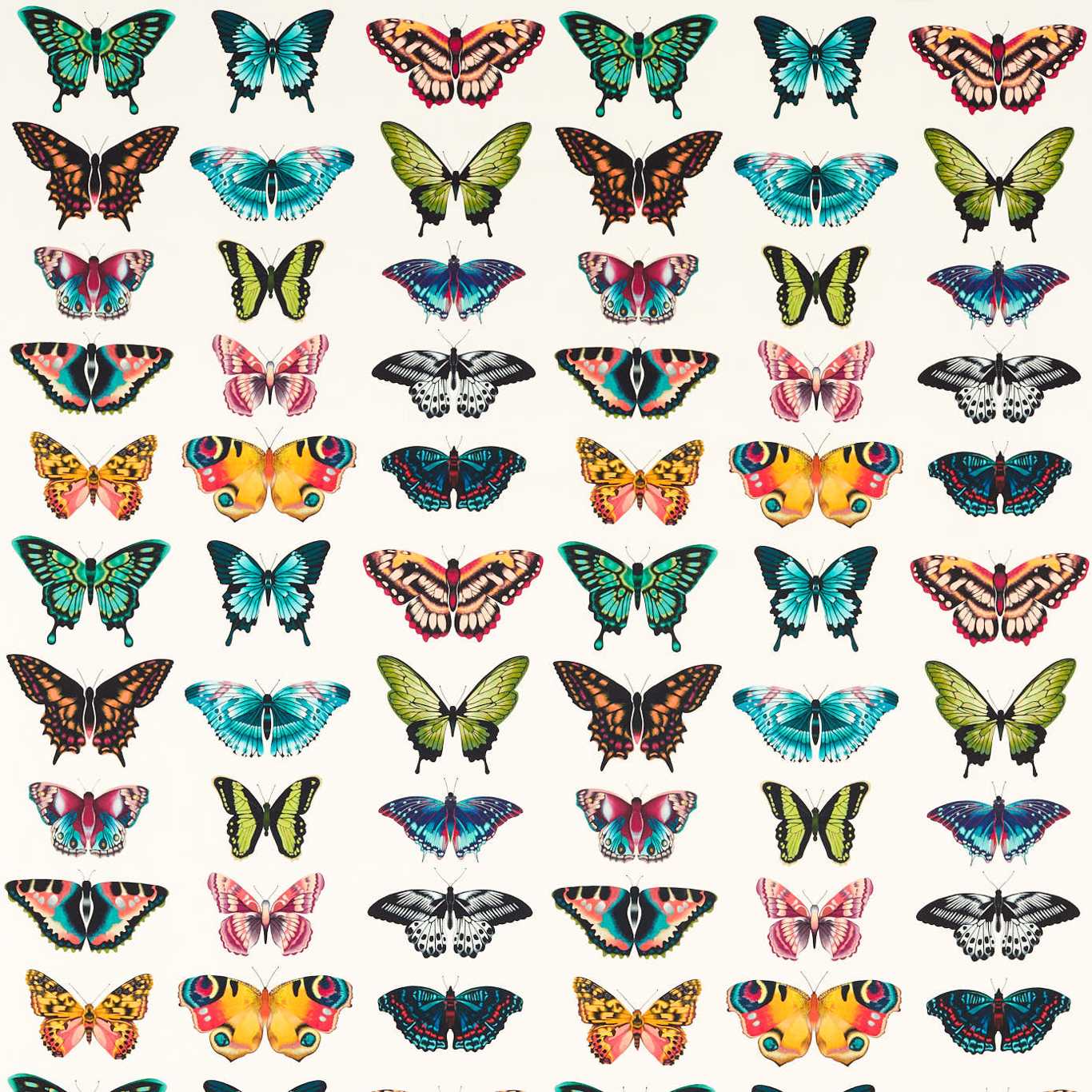 Papilio - Flamingo / Papaya / Loganberry (Outdoor)