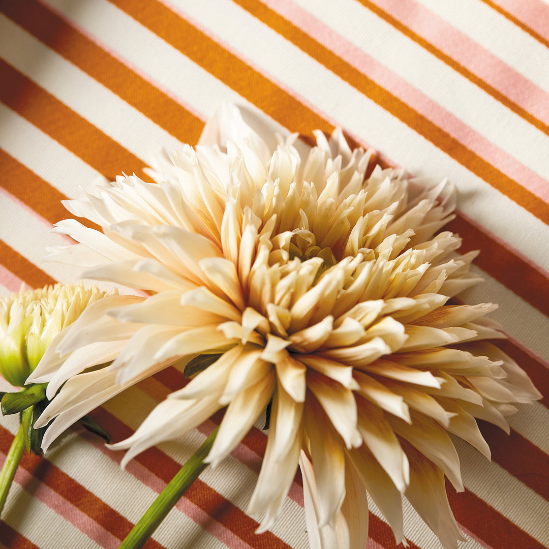 Calla - Clemetine / Peony