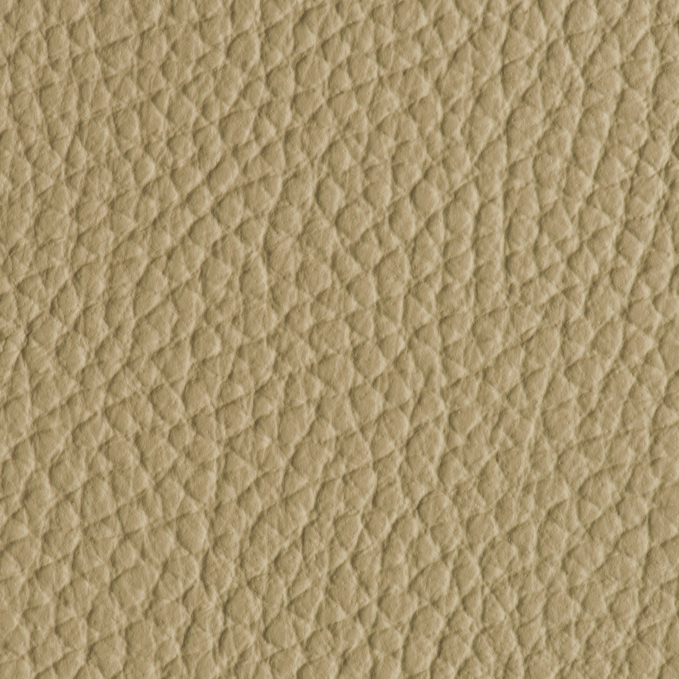 Indestructibull - Sand Dollar