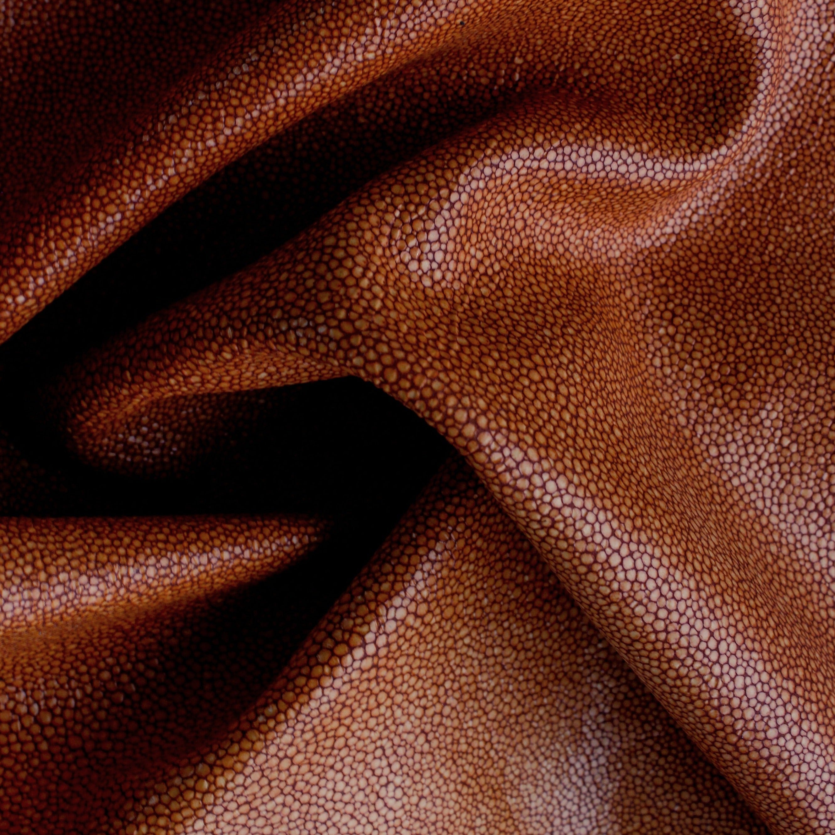 Hide Tide - Starfish