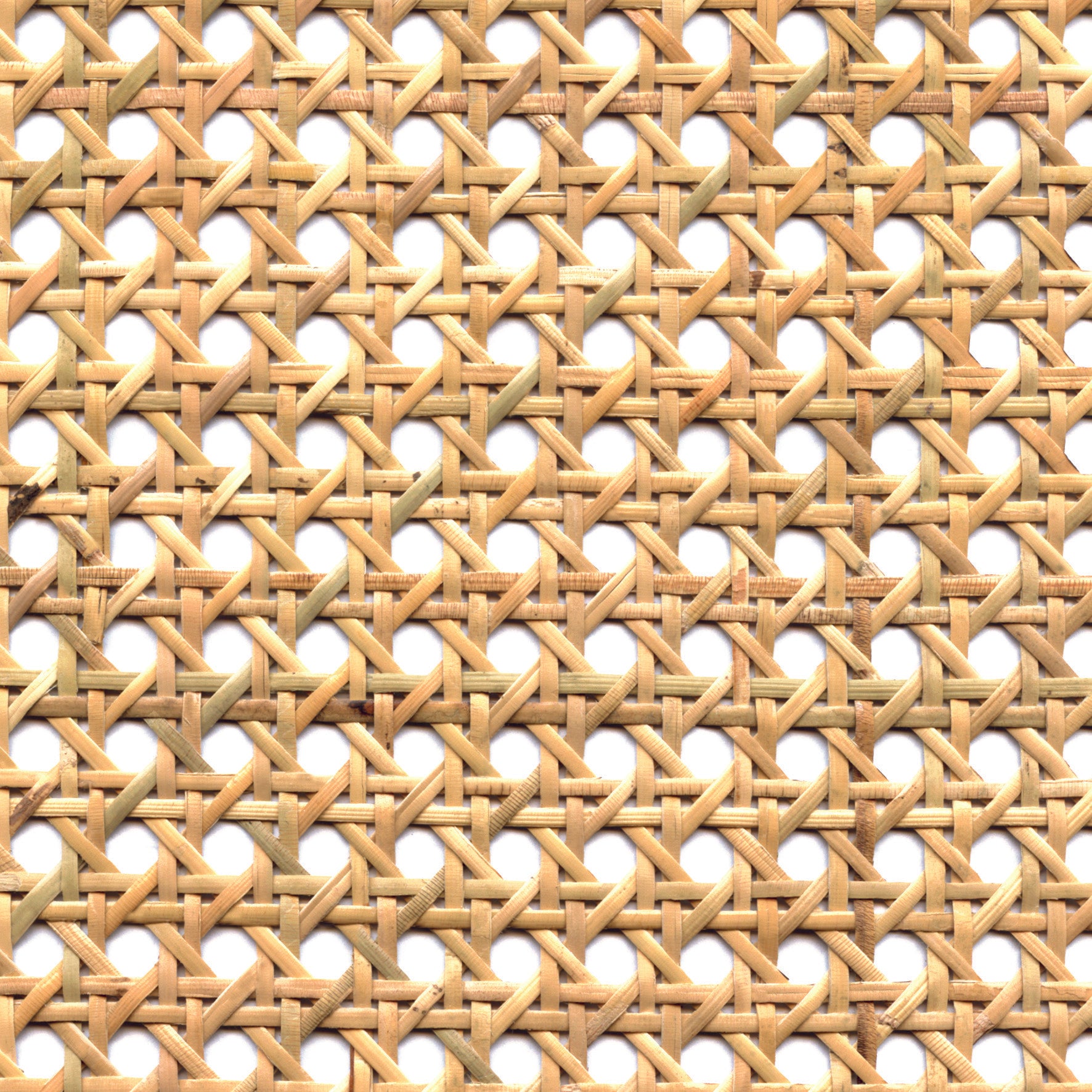 Palm Tree - Canning, Natural