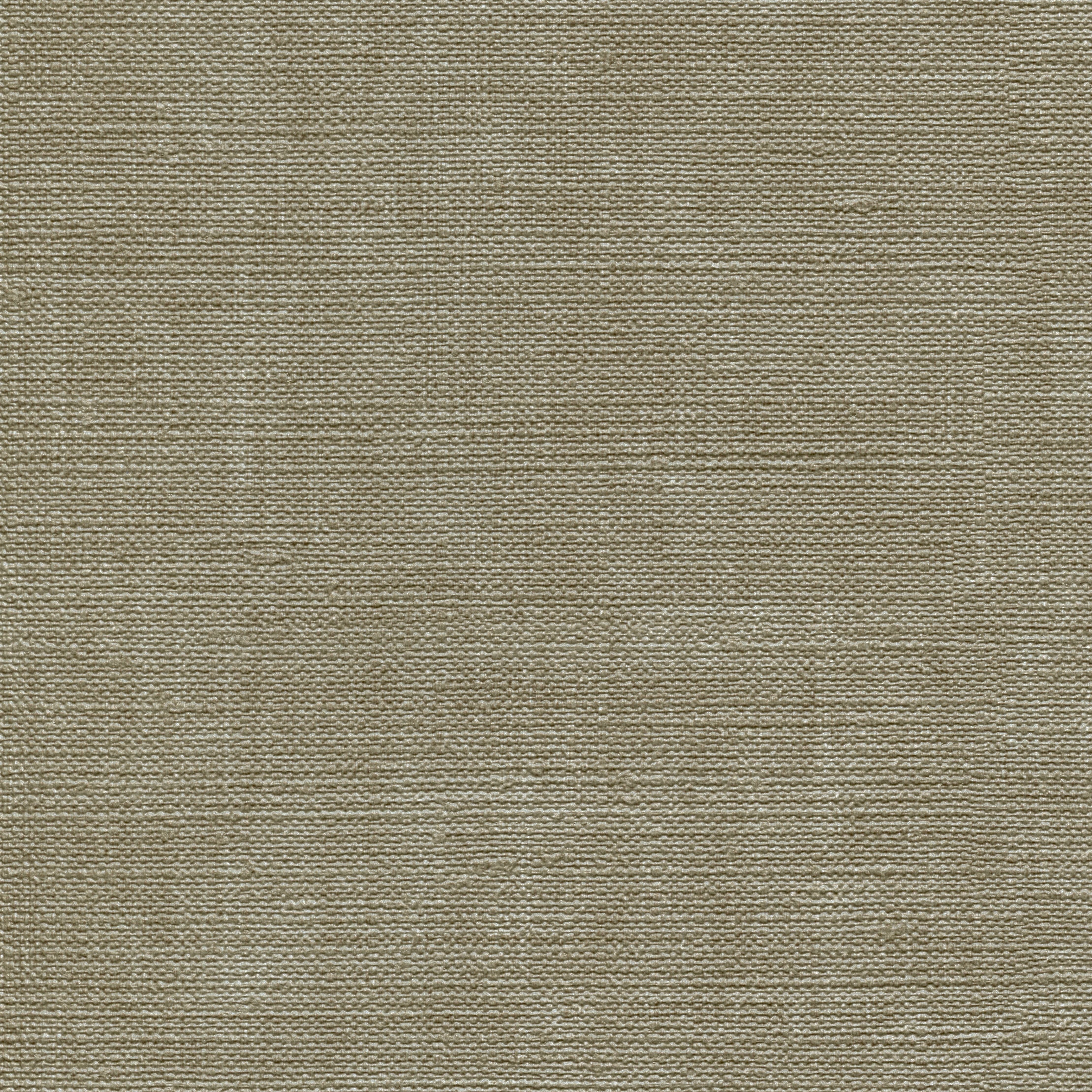 Clive - Olive Tree CLV-74